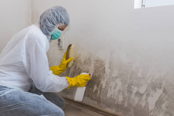 Best White Mold Remediation in Pantops, VA