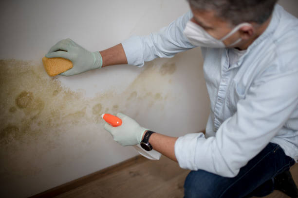 Reliable Pantops, VA Mold Remediation Solutions
