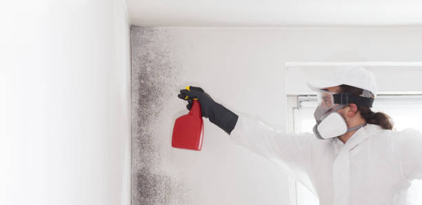 Best Black Mold Remediation in Pantops, VA