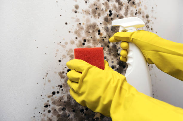 Best HVAC Mold Remediation in Pantops, VA