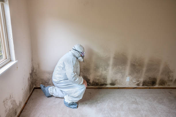 Best Emergency Mold Remediation in Pantops, VA