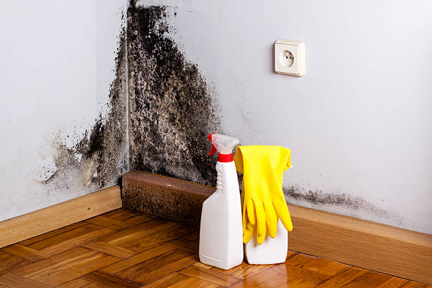 Best Localized Mold Remediation (e.g., coastal areas, humid climates) in Pantops, VA