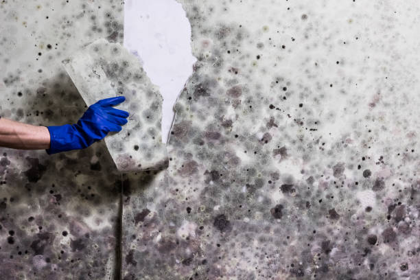 Best HVAC Mold Remediation in Pantops, VA