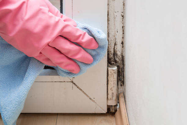 Best Emergency Mold Remediation in Pantops, VA