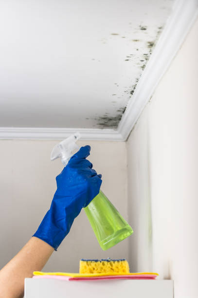 Trusted Pantops, VA Mold Remediation Experts